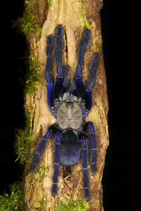 female omothymus spider|Singapore blue